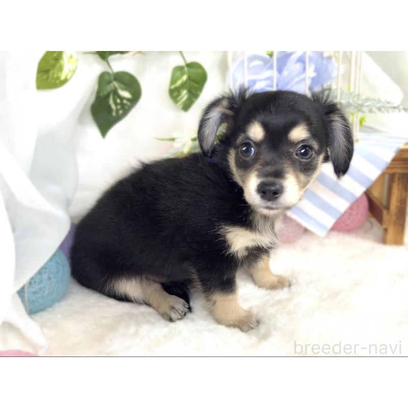 成約済の滋賀県のチワックス:チワワ×ミニチュアダックスフンド-411770の2枚目